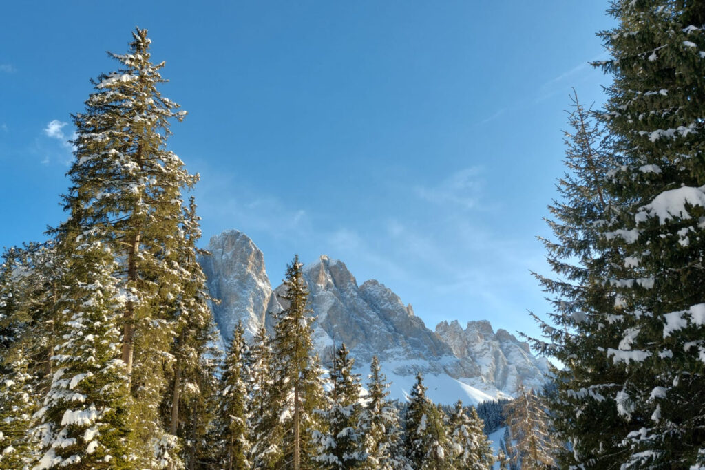 Dolomiten mit blauen Himmel und Bäume im Vordergrund